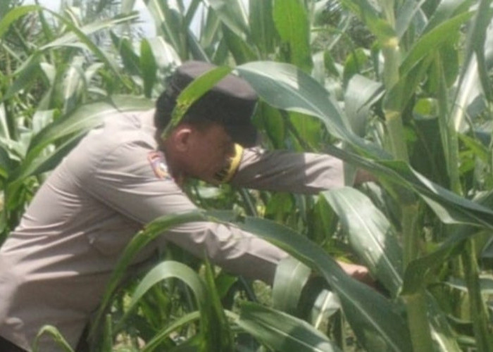 Jagung Tumbuh Subur, Ketahanan Pangan Nasional Menguat 