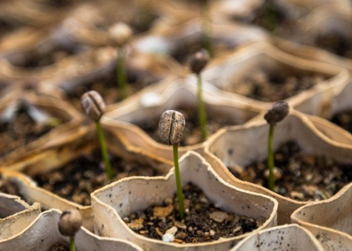 Polybag Planting: Inovasi Pembibitan Modern untuk Panen Berkualitas Tinggi!