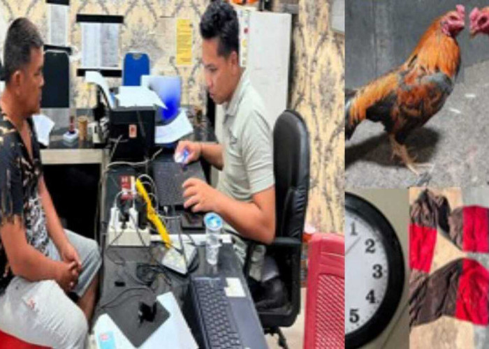 Polres OKU Timur Ungkap Kasus Perjudian Sabung Ayam, Satu Orang Tersangka Diamankan