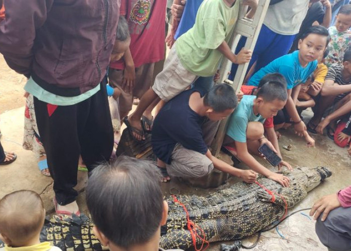 Warga Desa Lubuk Rukam Berhasil Tangkap Buaya Sepanjang 2,63 Meter di Sungai Ogan