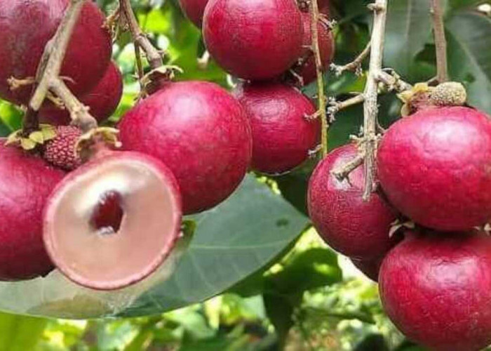 Keunikan Kelengkeng Kulit Merah Buah Eksotis dengan Rasa yang Menggoda