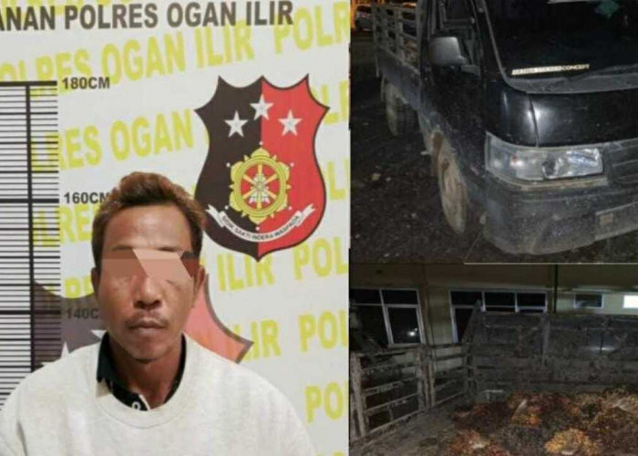 Bawa Mobil Pick-Up Pencuri Buah Sawit di Ogan Ilir Tertangkap Basah Pemilik