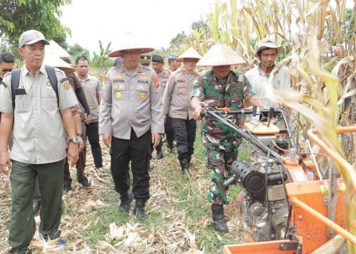 Panen Raya Jagung Serentak, Polri Perkuat Swasembada Pangan hingga Daerah