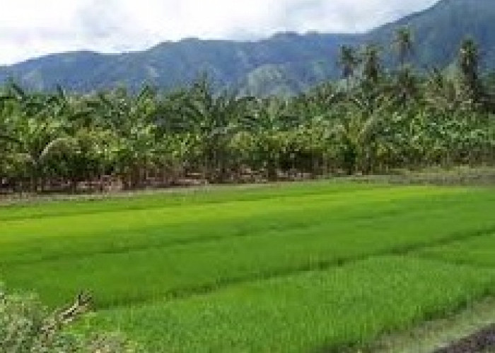 Pemekaran Wilayah Kalimantan Barat: Langkah Menuju Otonomi Baru Provinsi Sambas Raya dan Kapuas Raya