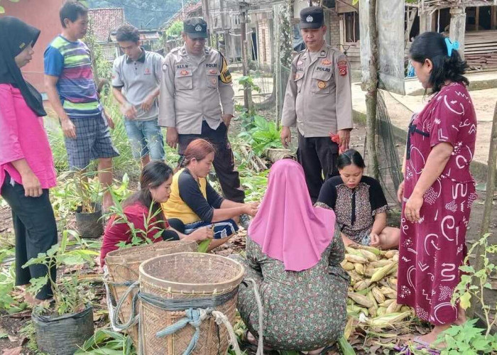 Warga Panen Jagung Program Perkarangan Pangan Bergizi