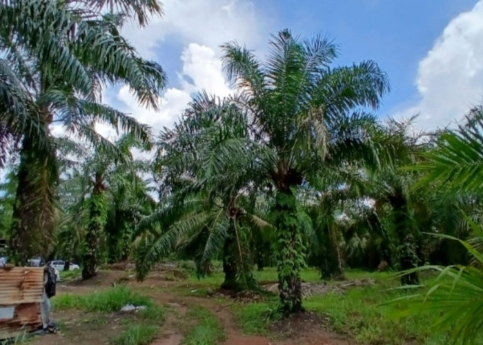 Sama Mengklaim Kepemilikan Lahan Kebun Sawit di Jamantras, Dua Pihak Saling Lapor Polisi