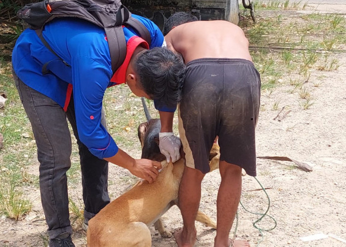 Dinas Pertanian OKU Gencarkan Pemberian Vaksin Anti Rabies