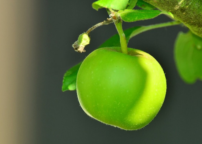 Apel Hijau: Rahasia Kesehatan Dalam Kulit Cerah dan Rendah Kalori