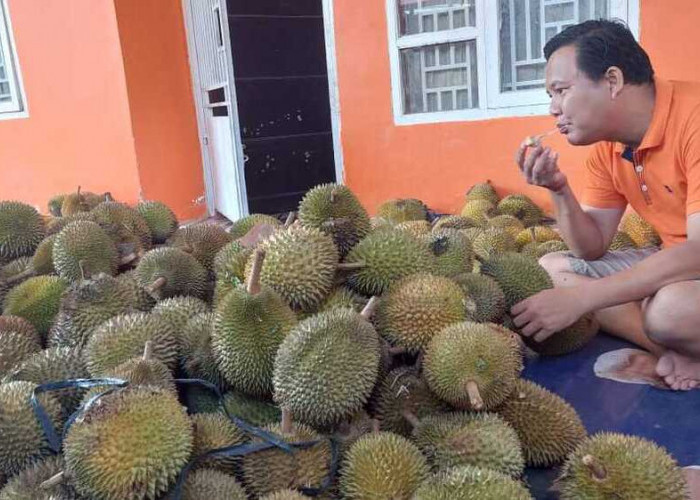 Anda Pecinta Buah Durian Si Raja Buah? Hati-Hati Makan Buah Durian Ada Efek Sampingnya..