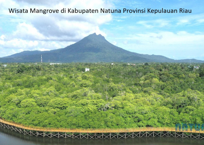 Wisata Mangrove Semitan di Natuna: Perpaduan Keindahan Alam dan Kepedulian Masyarakat