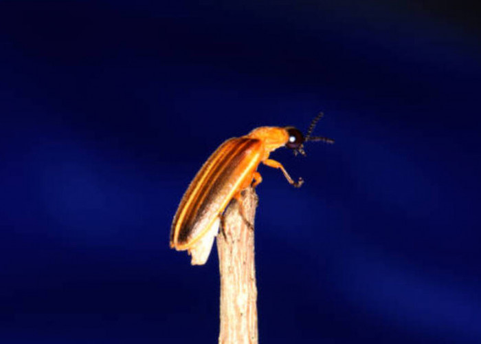 Meningkatkan Populasi Kunang-kunang: Langkah-langkah untuk Keberlanjutan dan Keseimbangan Ekosistem