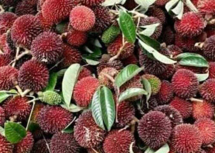 Manfaat Buah Palasan : Si Superfruit dari Alam yang Kaya Nutrisi