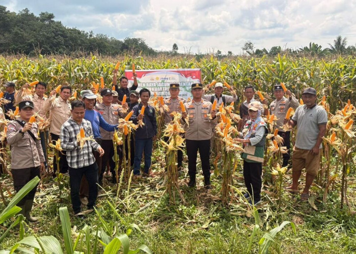 Polsek Gelumbang Panen 4 Ton Jagung Pipil