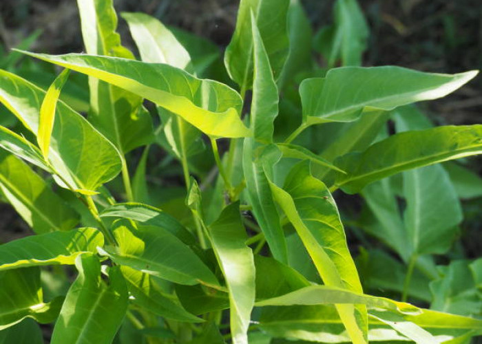 Terkenal Bikin Ngantuk, Ini Manfaat Lain Kangkung Bagi Kesehatan Tubuh Manusia...