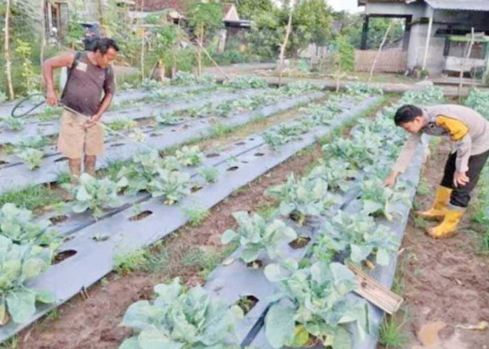  Sulap Lahan Kosong Jadi Tempat Budidaya Aneka Sayuran