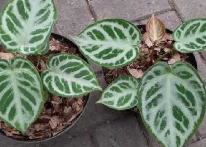 Kuping Gajah, Tanaman Hias Pembawa Keberuntungan yang Kian Digemari