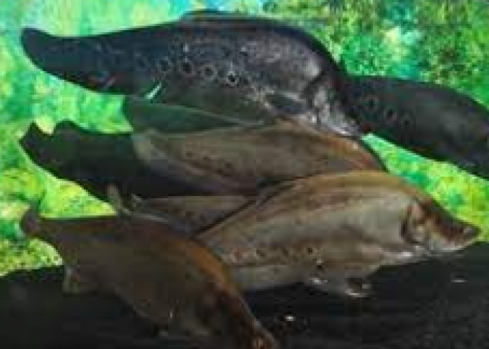 Sensasi Kegurihan Kuliner Palembang dari Ikan Belida, Kini Masuk Satwa Yang Harus Dilindungi