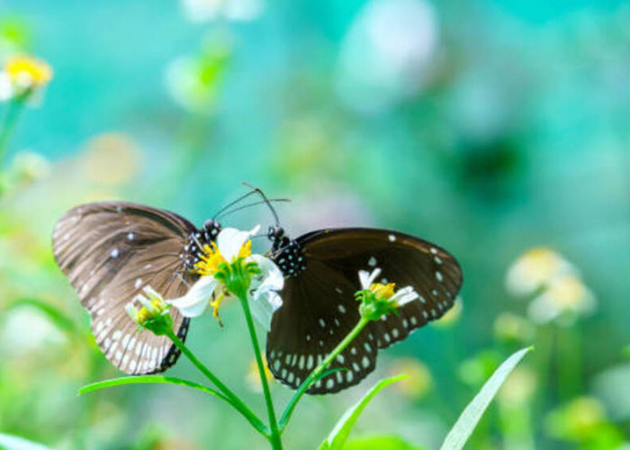 Sayap yang Menari, Hati yang Bersatu: Kopulasi Romantis Kupu-kupu