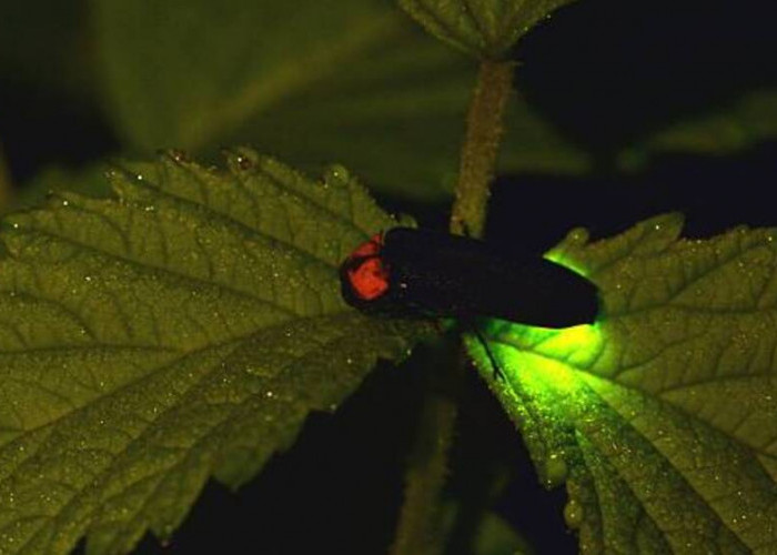 Kunang-kunang dan Pesona Malam: Mengungkap Misteri Aktivitas Nocturnal