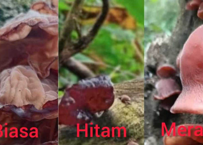 Mengenal Tiga Jenis Jamur Kuping yang Banyak Dijumpai dan Aman Dikonsumsi