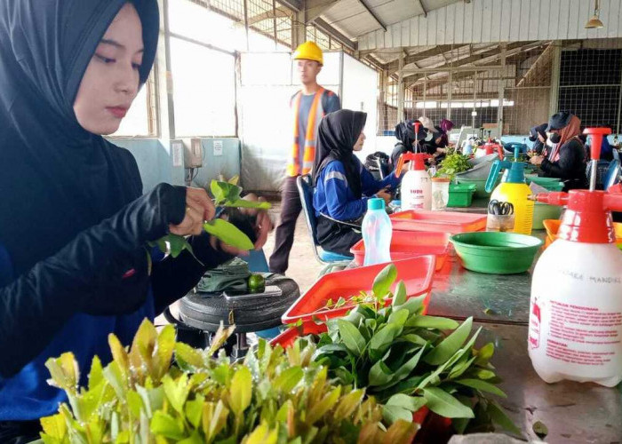 Pengelolaan HTI Berkelanjutan dengan Penguatan Management Penanggulangan Karhutla yang Terintegrasi