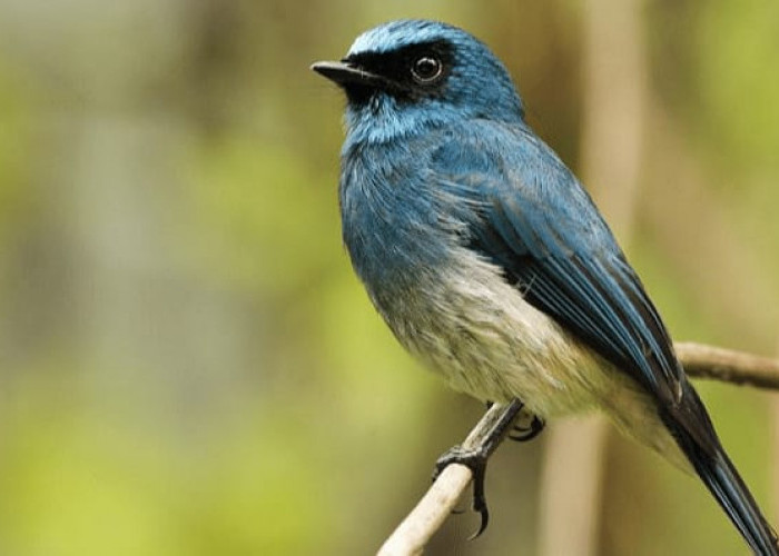 Burung Sikatan Aceh Ini Menjadi Langka, Kini Hanya Menjadi Misteri