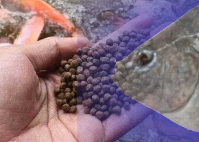 Wajib Coba ! Ternyata Ini Triknya Agar Ikan Nila Cepat Besar