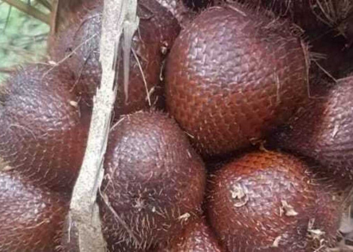 Manfaat Buah Salak untuk Kesehatan