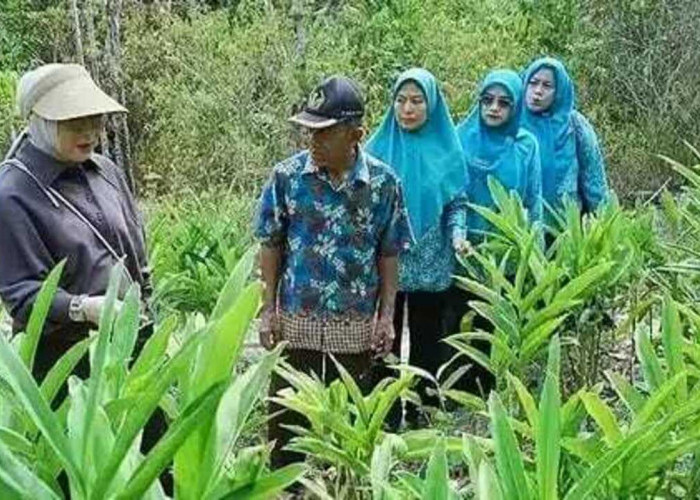 Berpotensi Dongkrak Pendapatan, Reni Ajak Warga Budidayakan Lengkuas