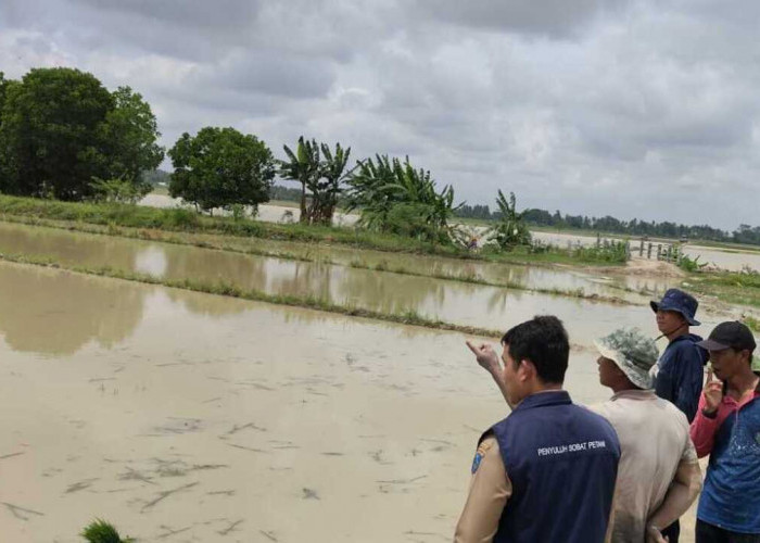 Kelompok Tani Terancam Merugi, 1321 Hektare Sawah Tadah Hujan di Lempuing OKI Terendam Banjir