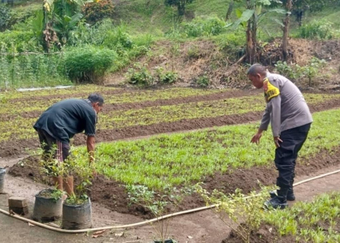 Dorong Pemanfaatan Lahan Produktif 