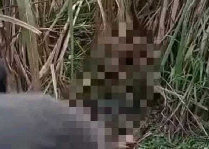 Warga Seribandung Geger, Mayat Wanita Diduga Hamil Ditemukan di Kebun Tebu