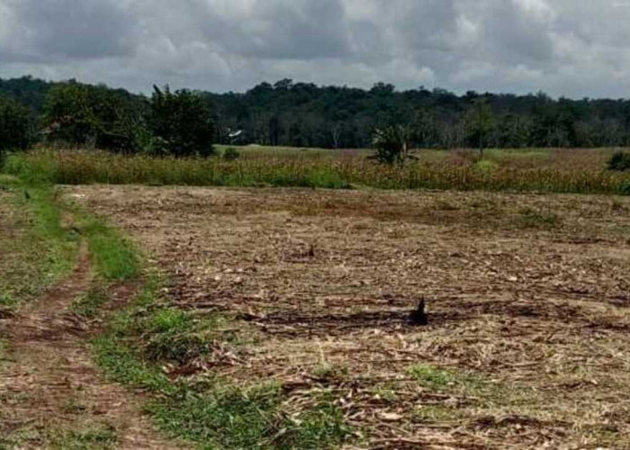 Petani di OKU Kesulitan Dapat Pupuk Bersubsidi