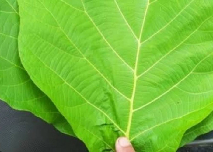 Daun Jati si Tectona grandis, Atasi Masalah Kulit dan Bantu Turunkan Berat Badan