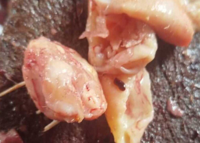 Umpan Alami Murah Meriah, Brutu Ayam dan Usus Ayam Incaran Patin Liar