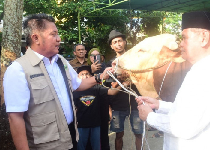 Herman Deru Salurkan Sapi Kurban 1,3 Ton untuk Masjid Agung Palembang