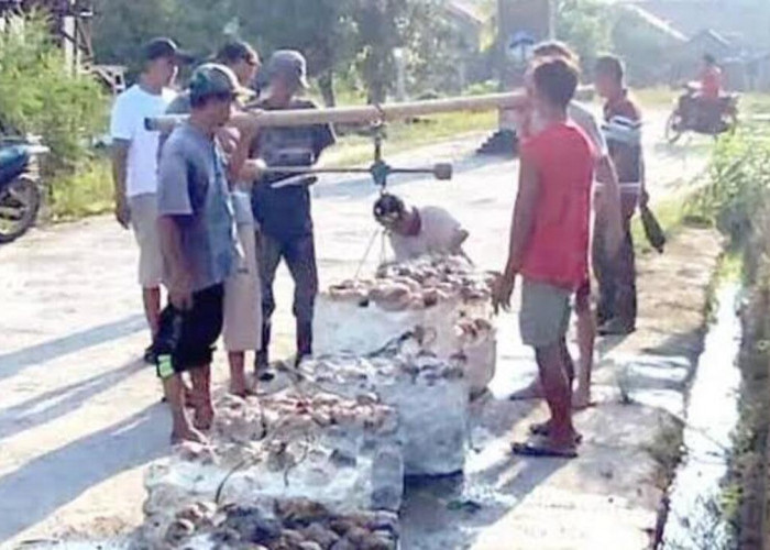 Harga Karet Turun, Petani di Lubuk Raja Minta Kemudahan Akses Pupuk