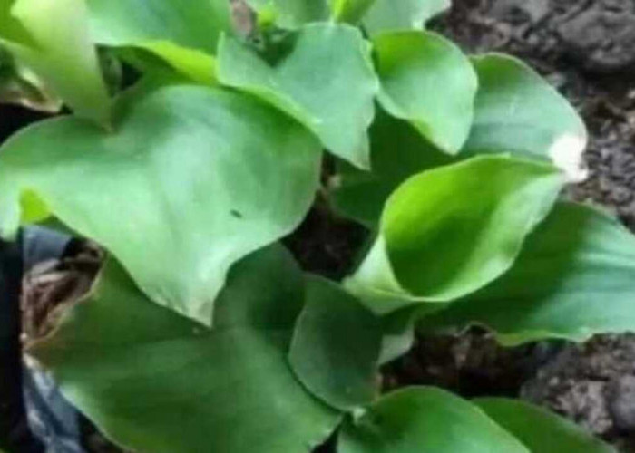 Pucuk Kencur Tak Hanya untuk Lalapan, Ini Kandungan dan Manfaat Daun Kencur Muda bagi Kesehatan