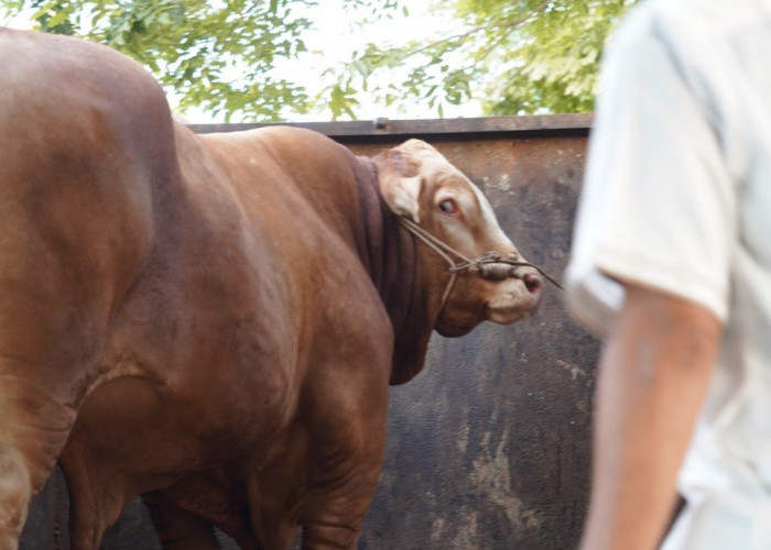 Sapi 1,1 Ton Milik Peternak OKI Jadi Pilihan Kurban Presiden Prabowo