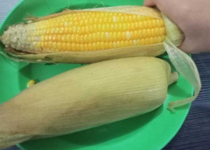 Jagung Camilan Lezat dan Kaya Manfaat, Begini Cara Mengolah yang Benar untuk Manfaat Optimal!