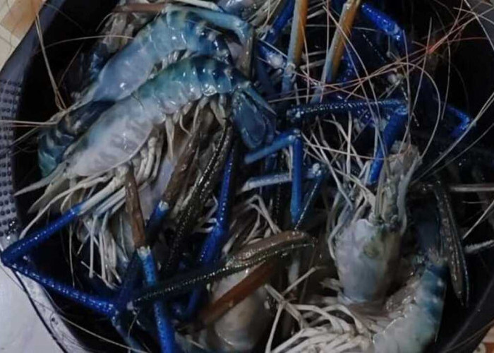 Jangan Boncos, Pilih Umpan yang disukai Udang