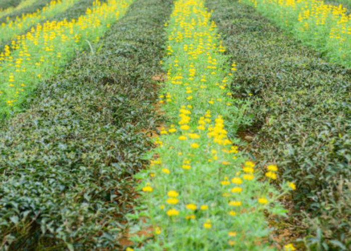  Kunci Keberhasilan Pertanian: Menjadi Produktif dan Tangguh melalui Diversifikasi Tanaman