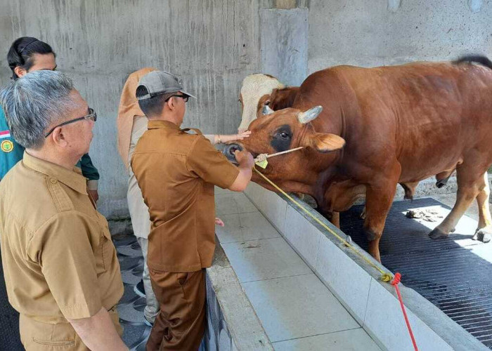 Pemkot Prabumulih Siapkan 13 Ekor Sapi Kurban, 1 Ekor Bantuan Presiden dan 6 Ekor dari Pribadi H Arlan