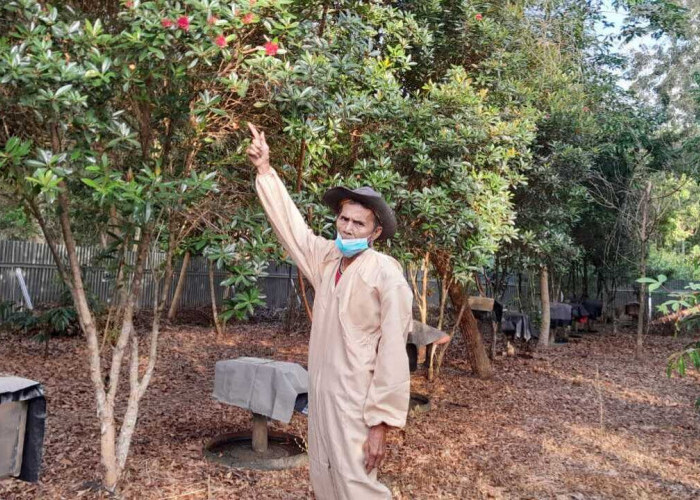 Asa Itu Hadir dari  Efek Berganda Ulu Migas, Peternak Madu Aur Duri Bangkit dari Keterpurukan