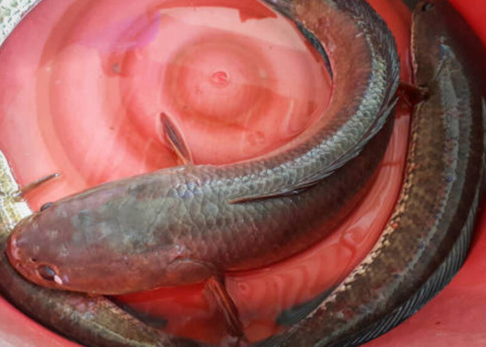 Ikan Gabus: Keunikan dan Keajaiban di Dunia Perairan