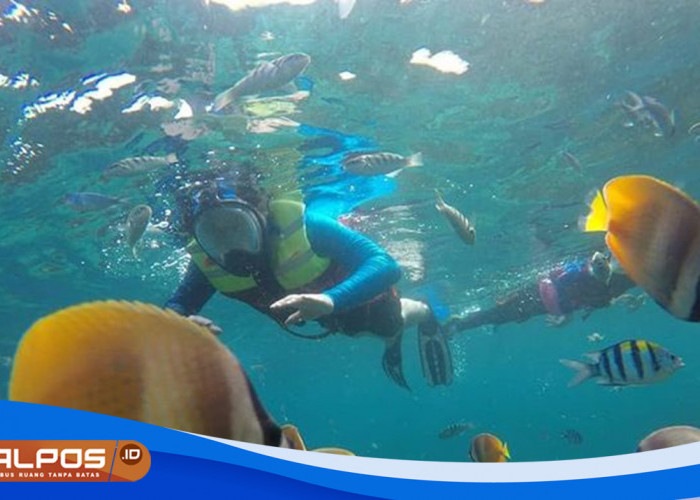 Gamat Bay : Surga Bawah Laut Bagi Penyelam, Keindahan Tak Terlupakan di Nusa Penida