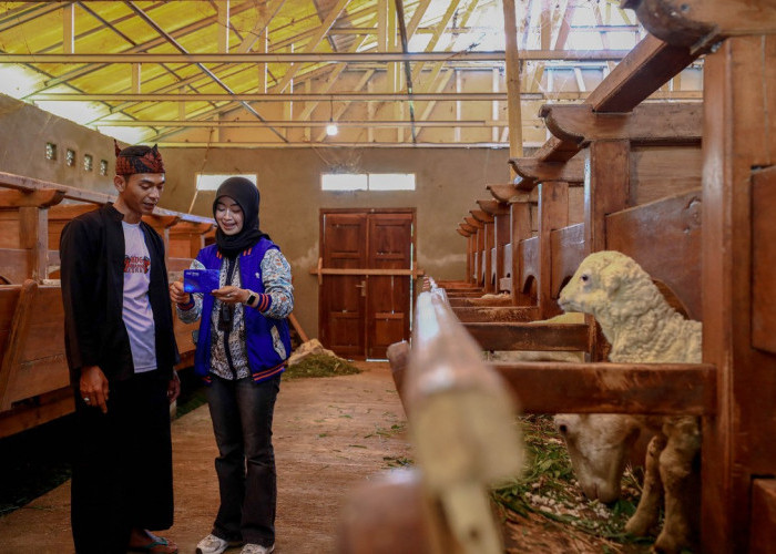 Idul Adha Jadi Momentum, BRI Peduli Tingkatkan Produktivitas Peternak Domba di Desa BRILiaN Sukalaksana Garut