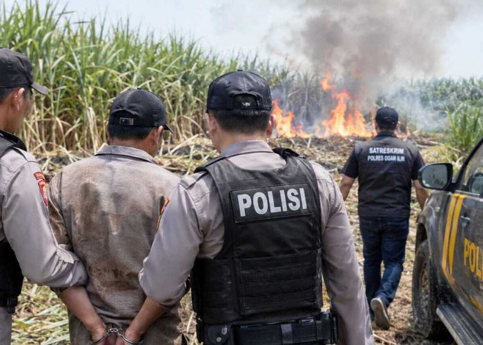 Terduga Pembakar Lahan Tebu PTPN VII Cinta Manis Dilepas, Polisi Masih Kumpulkan Alat Bukti