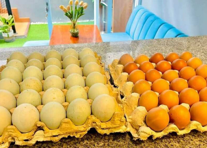 Rahasia Tekstur: Perbedaan yang Jelas Antara Telur Bebek dan Telur Ayam