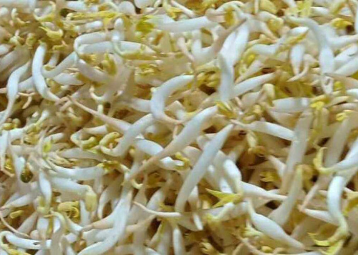 Toge Baik Dikonsumsi, Ini Manfaat Kesehatan yang Perlu Diketahui